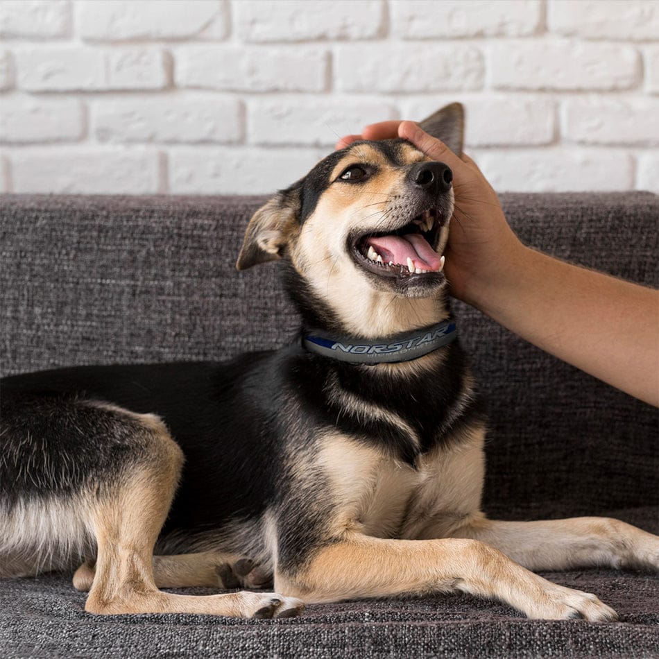 Magnetic Adjustable Pet Collar